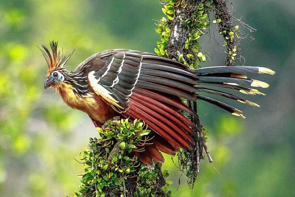 What Bird Likes to Sally for Insects in the Air: Top Flyers Revealed