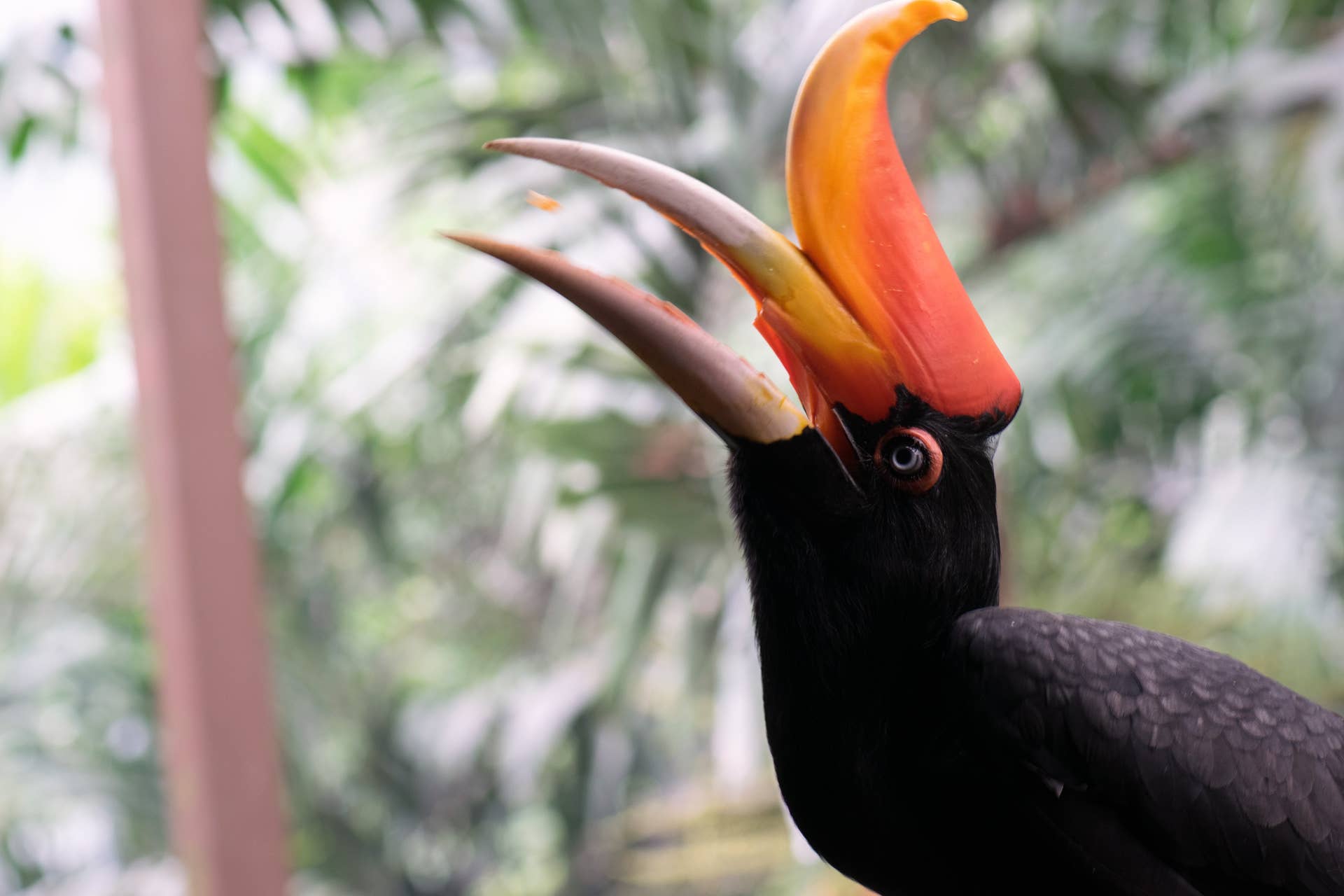 What is a Hornbill Bird: Fascinating Facts You Must Know