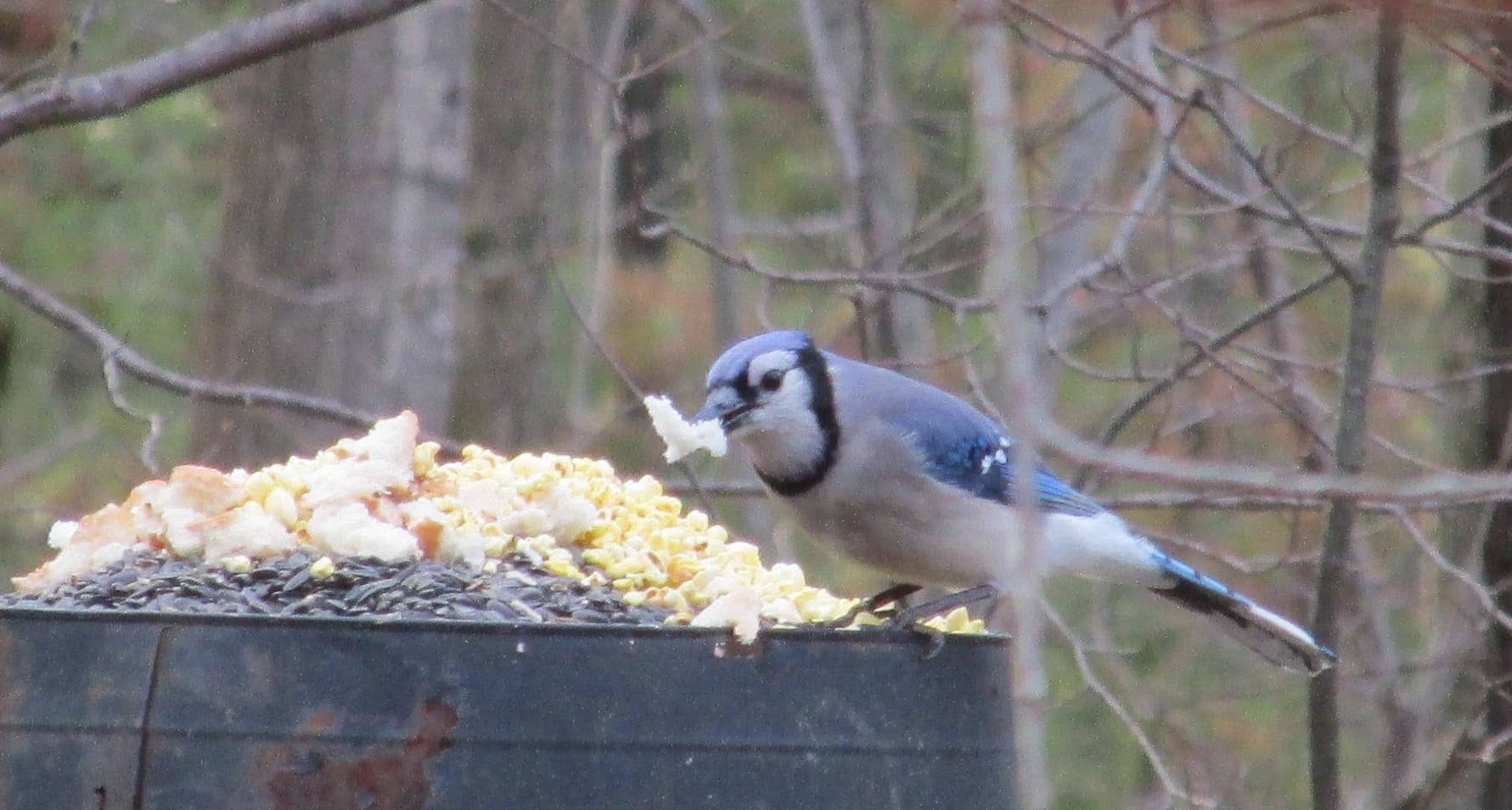 How to Feed a Baby Blue Jay Bird: Expert Tips for Success
