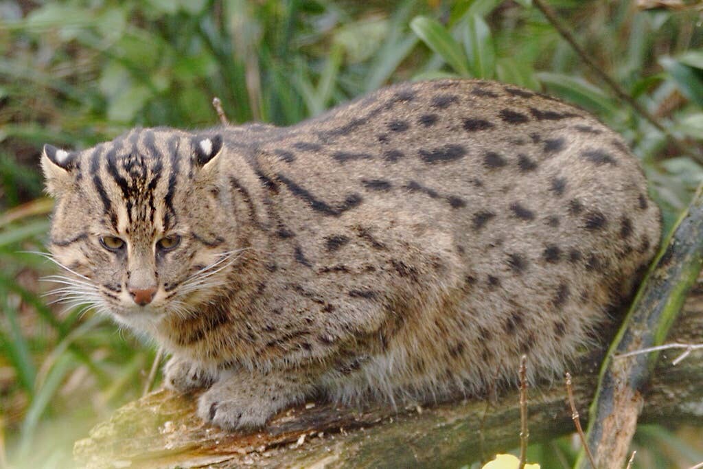 When is Fisher Cat Mating Season: Key Facts You Must Know