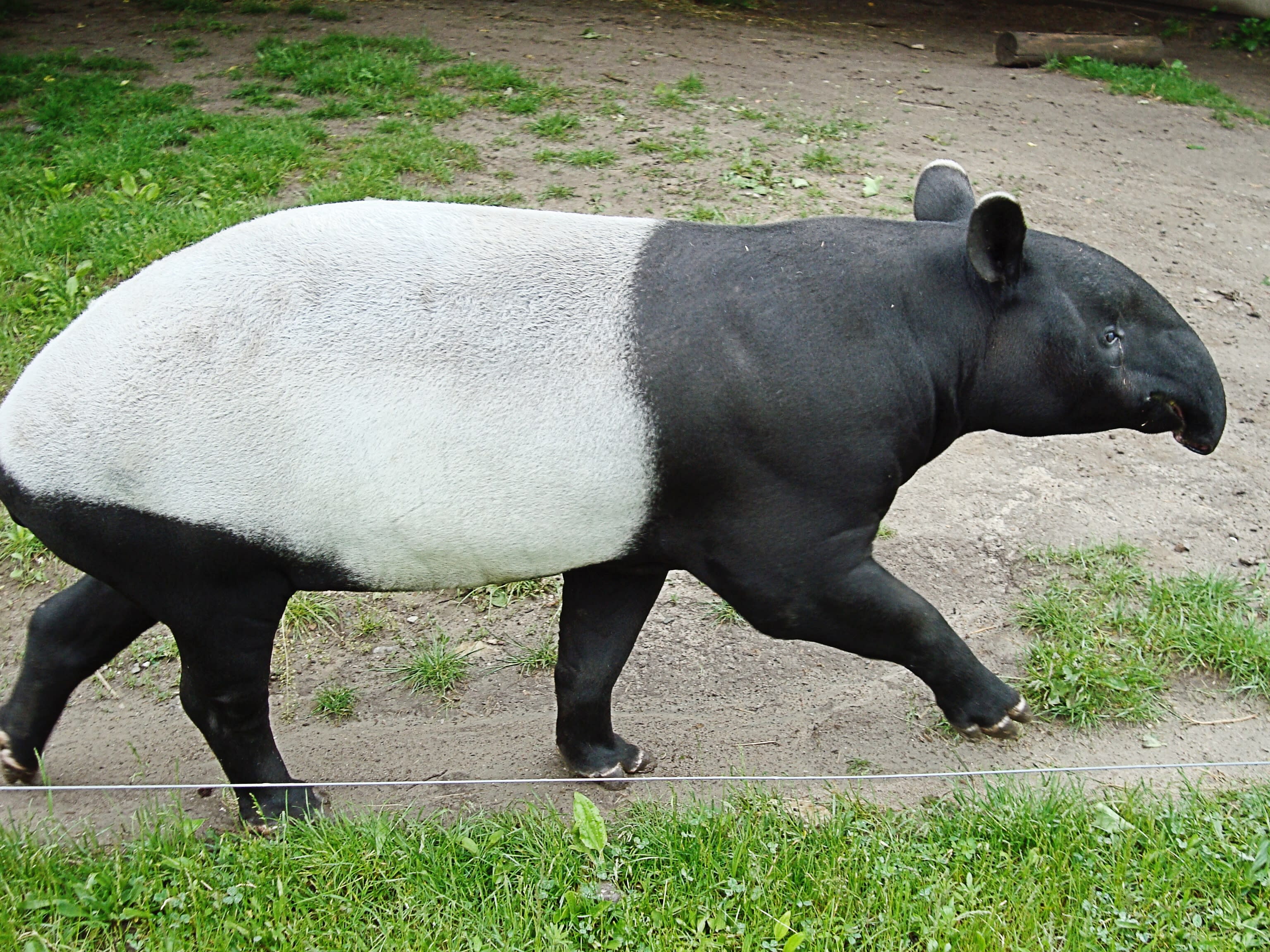 Malayan Tapir (Tapirus indicus) Facts: An Endangered Species - Owlcation, image size:3072x2304