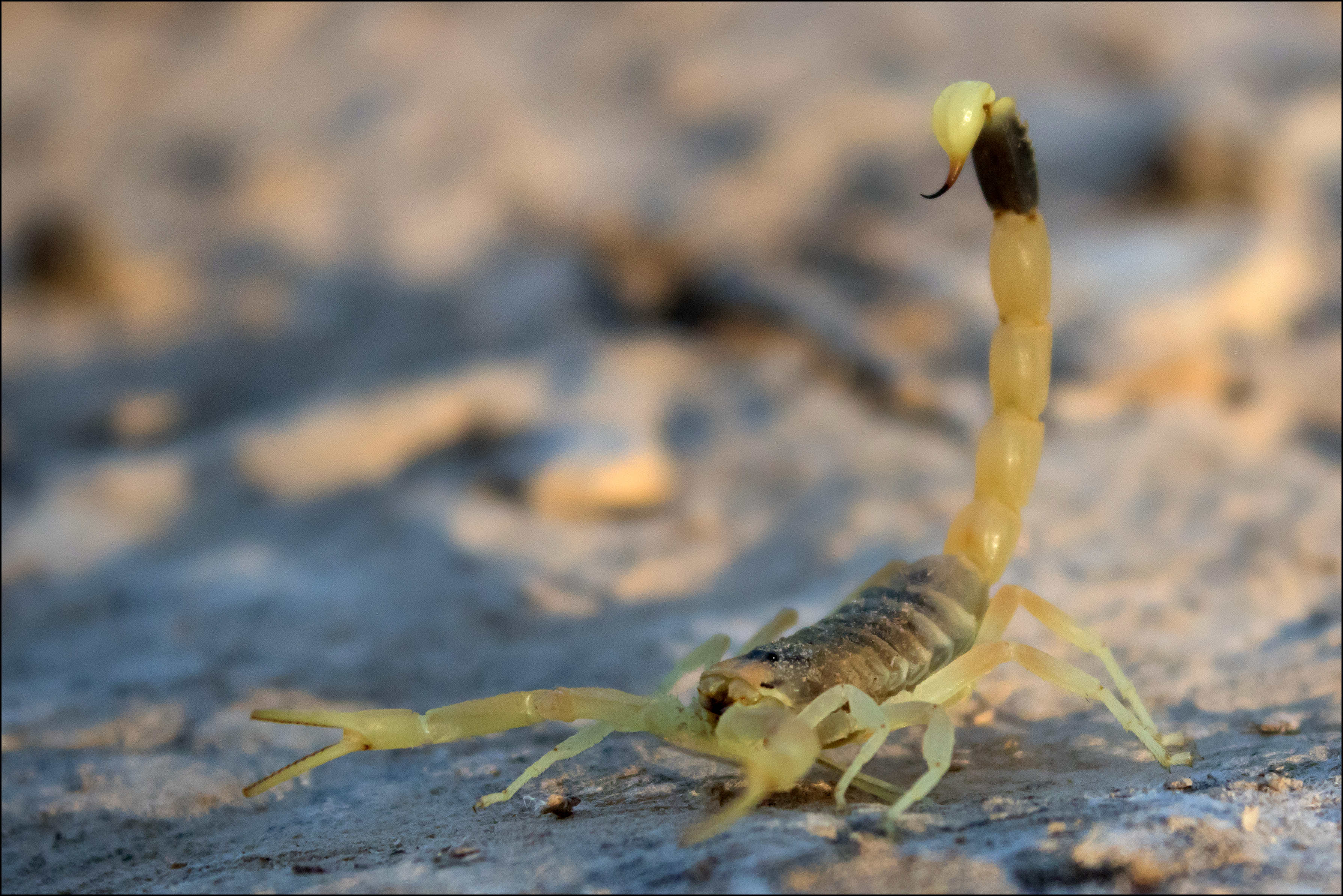 6 of the Most Dangerous and Unique Scorpions in the World - Owlcation, image size:3577x2387