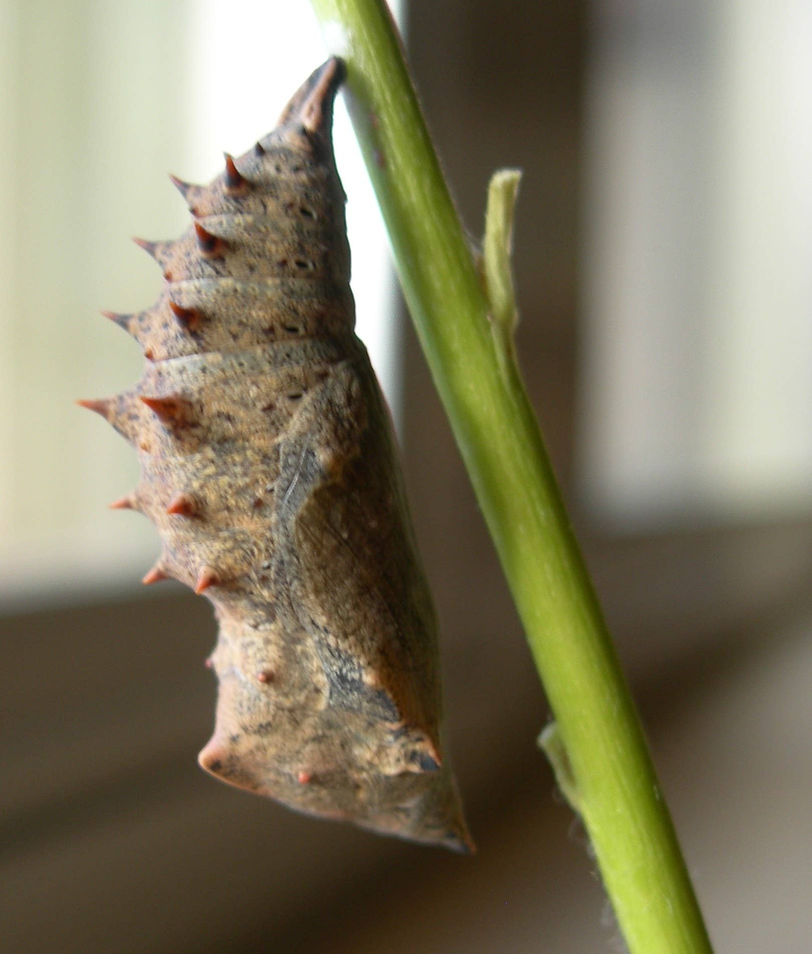 Do Tent Worms Turn into Butterflies: Unveiling the Truth