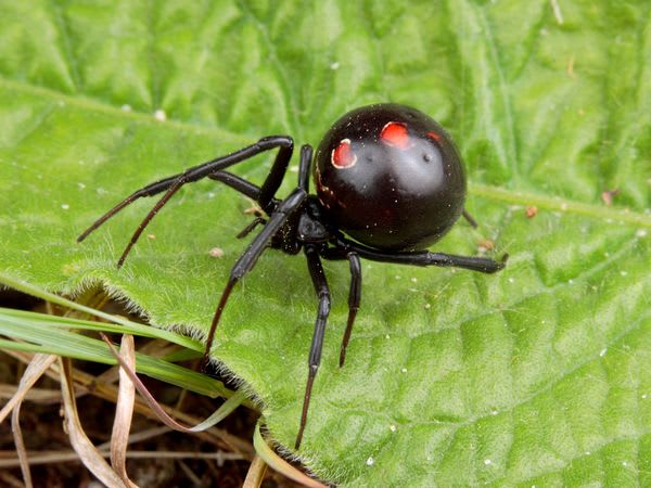 Cold Hard Facts About the Black Widow Spider - Owlcation