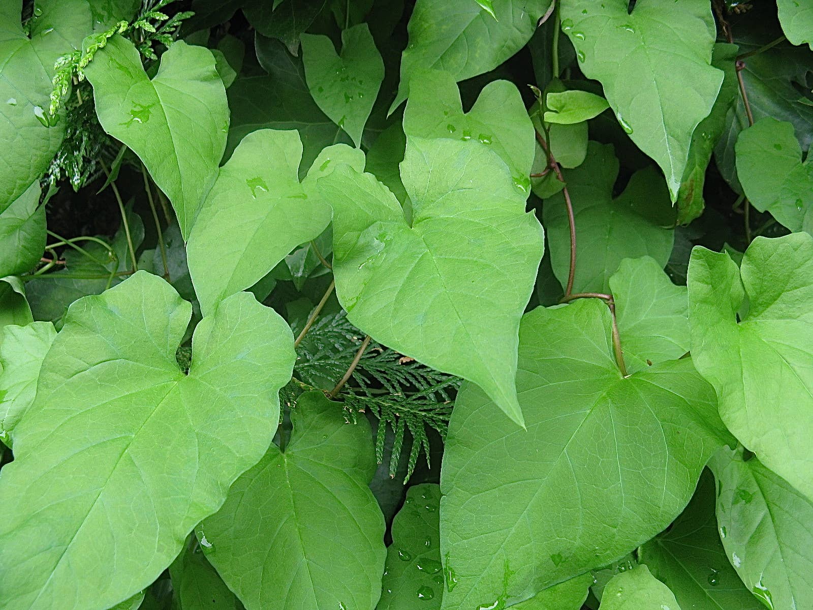 Hedge Bindweed Invasive