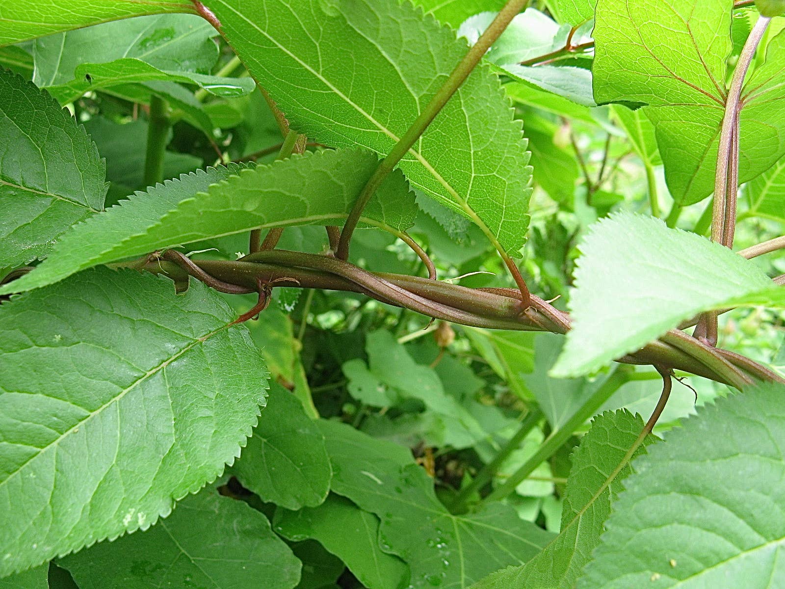 Hedge Bindweed How To Remove