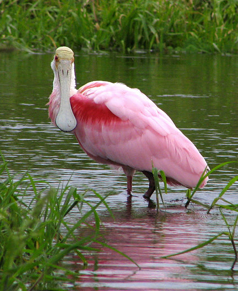 Pink Colored Birds Florida: Stunning Species You Must See