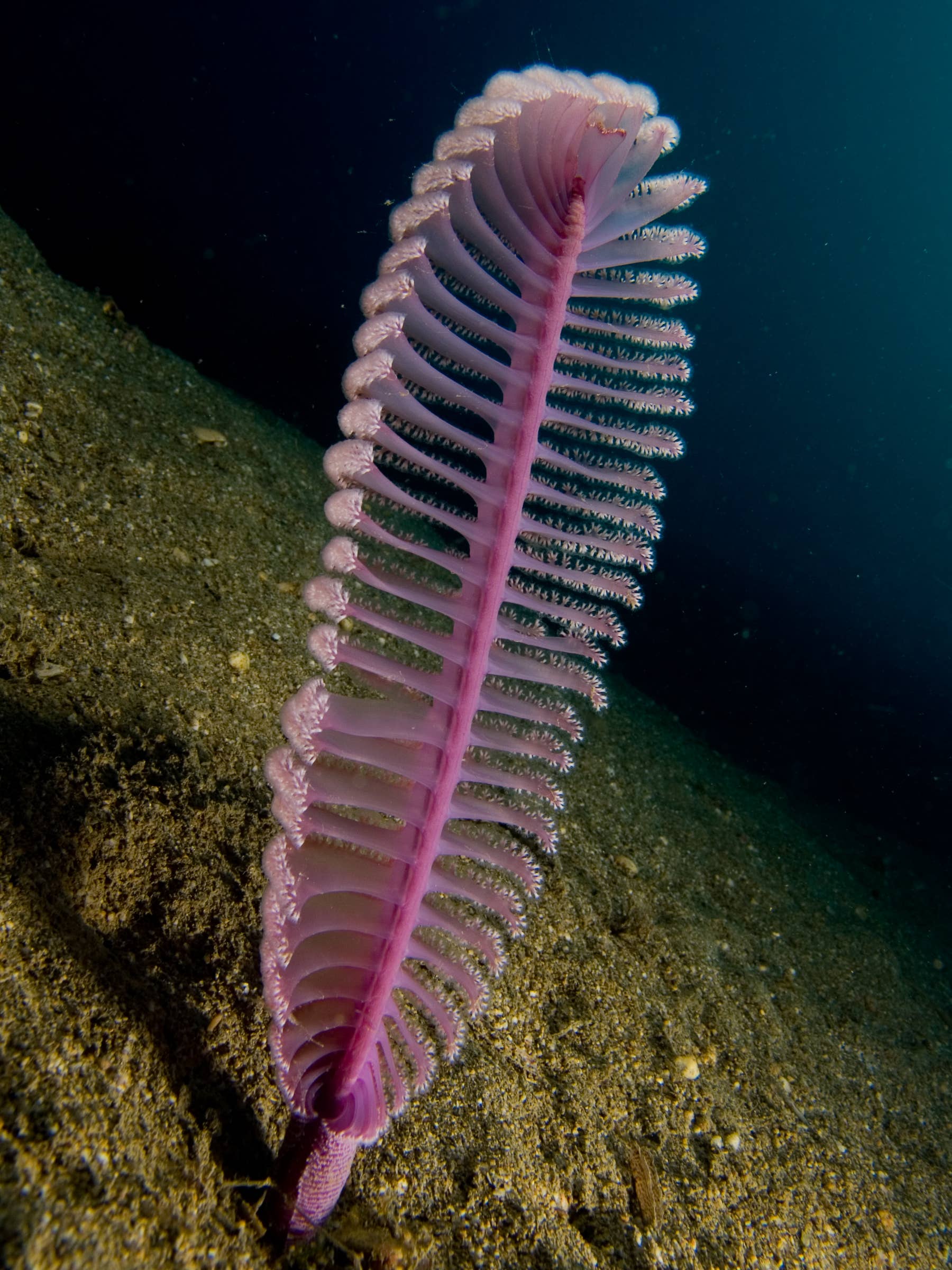 17 Ugly Fish and Weird Sea Creatures - Owlcation