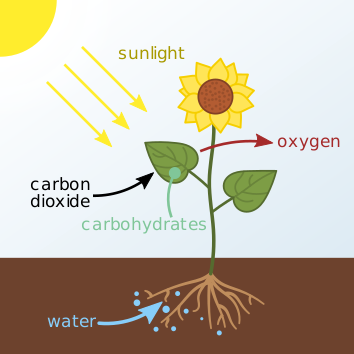 What Part of the Plant Produces Food for the Plant: Unveiled!