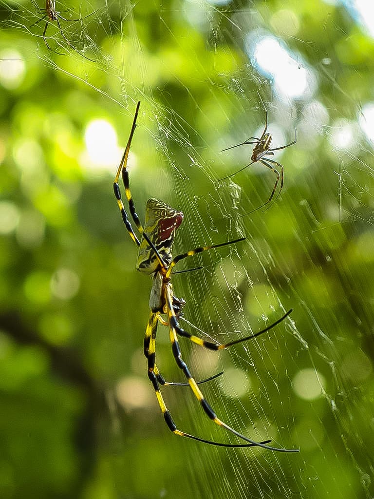 Trichonephila Clavata Diet: Ultimate Guide to Feeding Habits