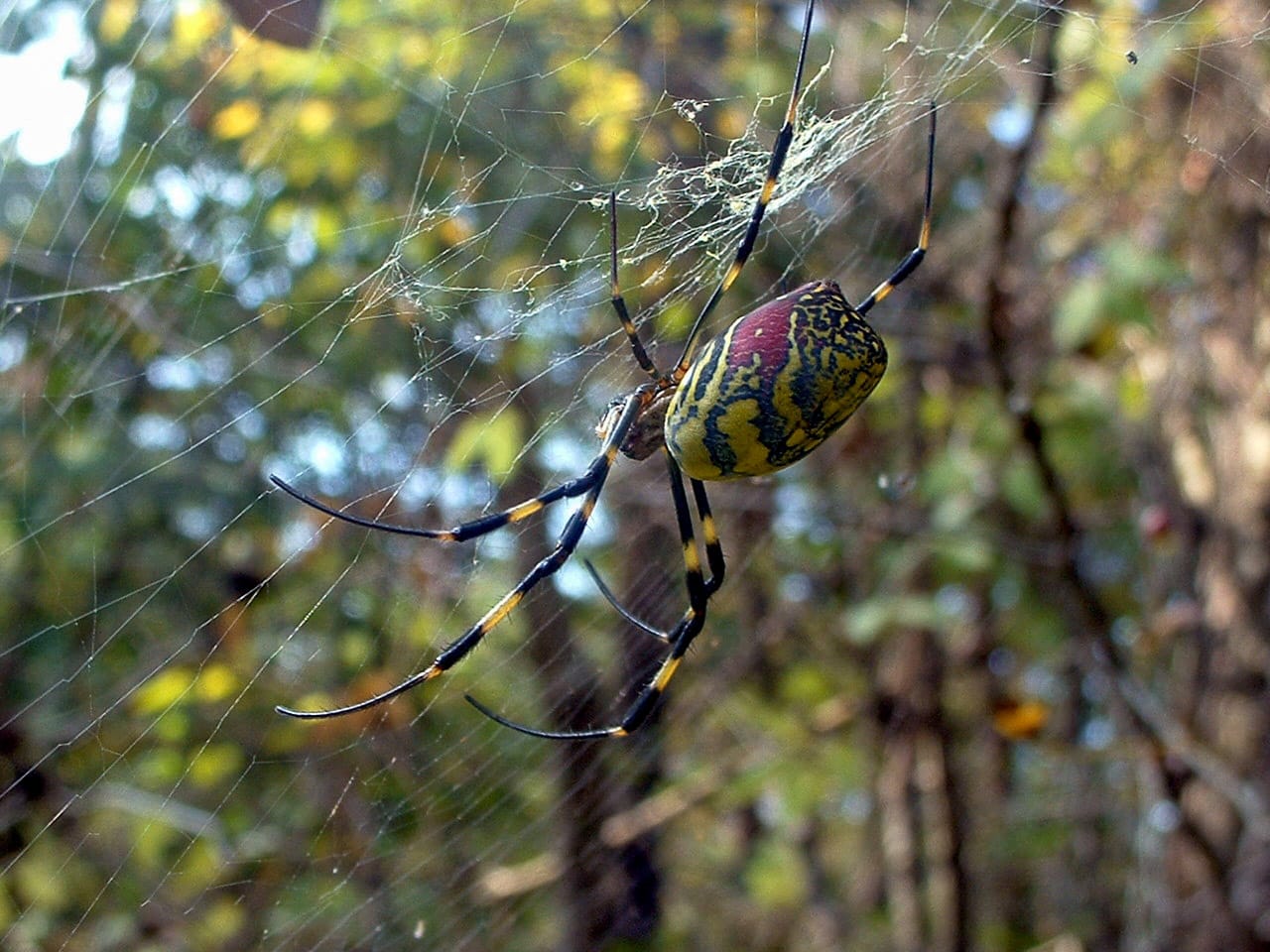 Trichonephila Clavata Diet: Ultimate Guide to Feeding Habits