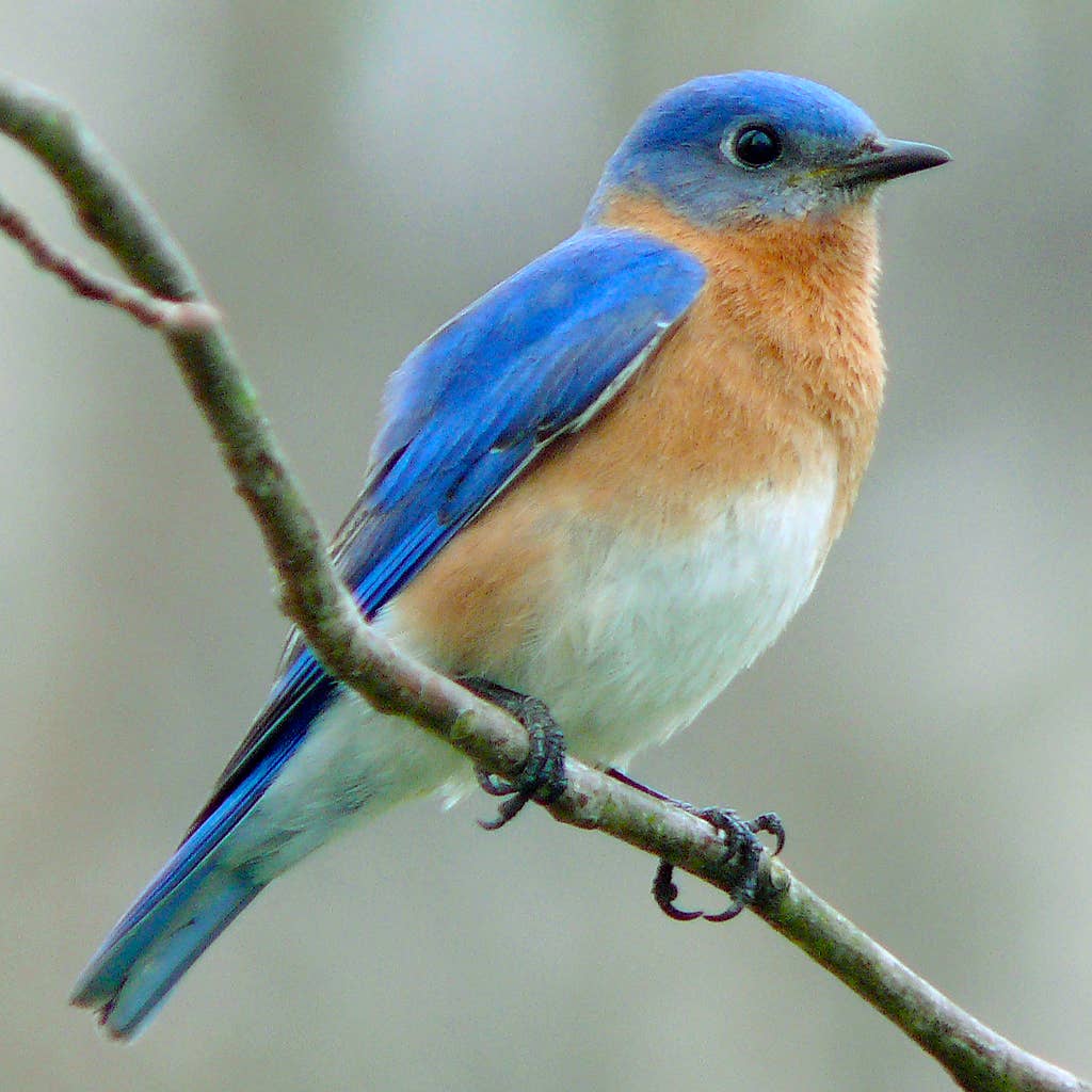Are Bluebirds Rare 