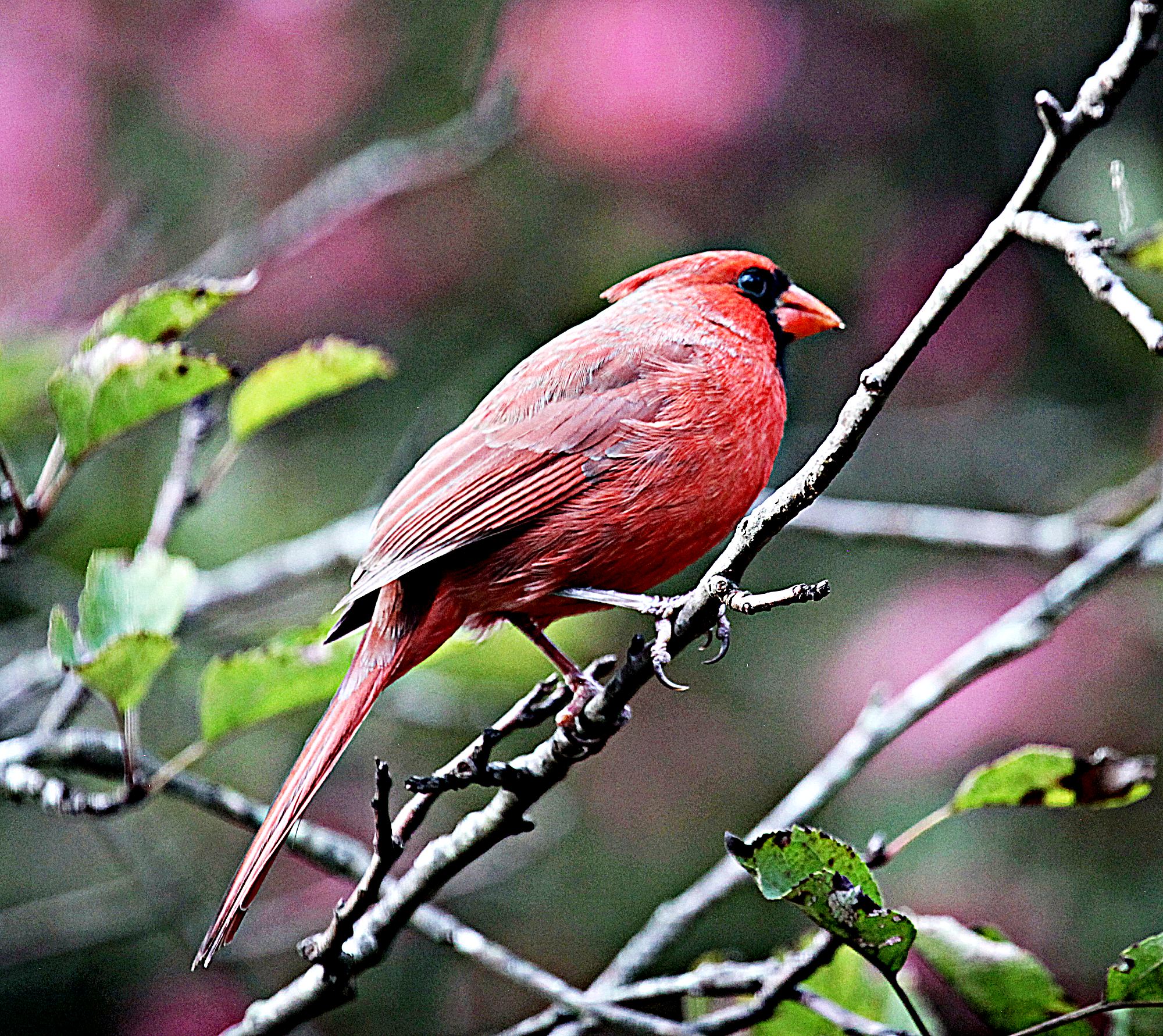 What is the North Carolina Bird