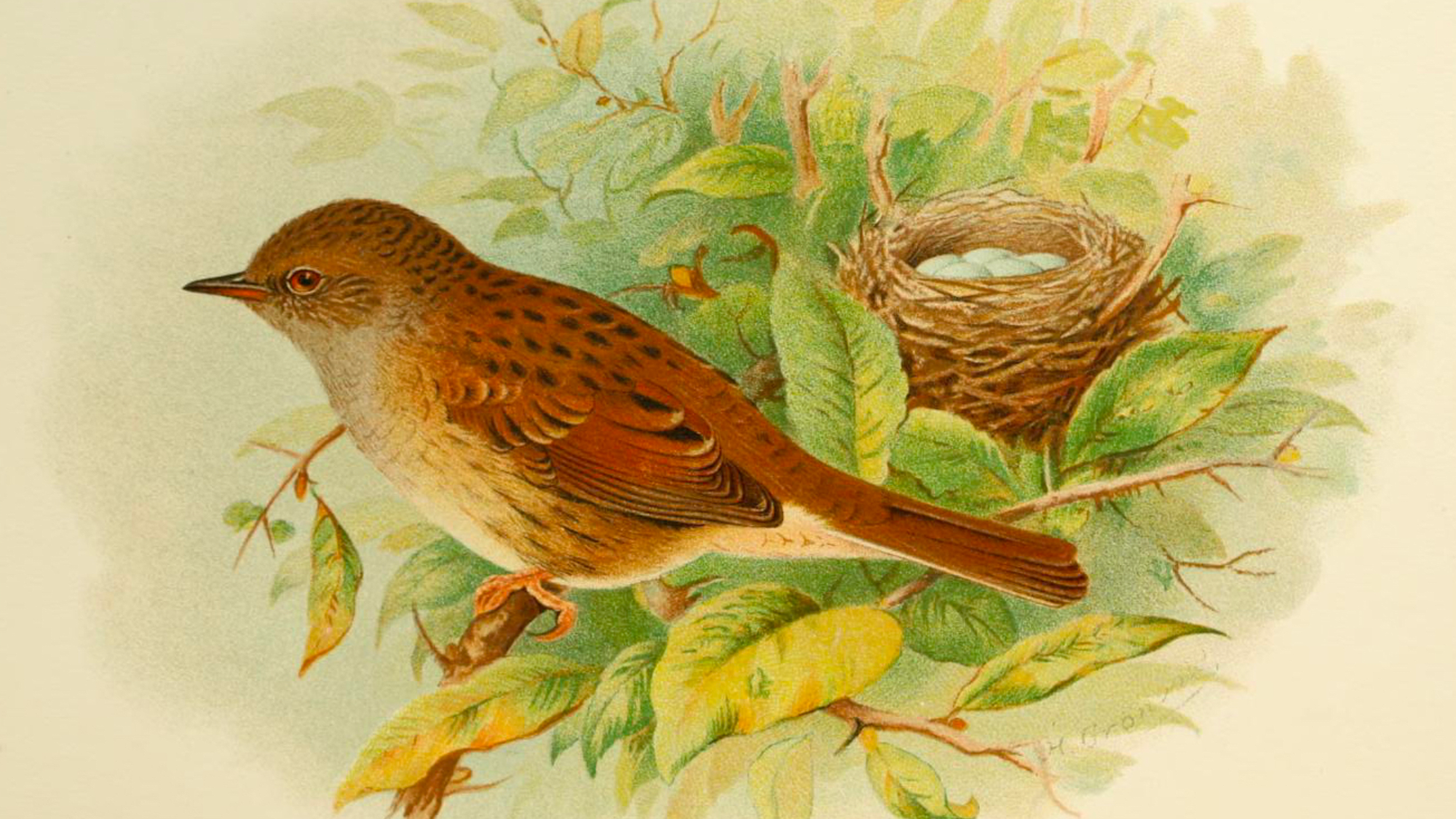 Bird Nesting Folklore: Mysteries and Traditions Unveiled