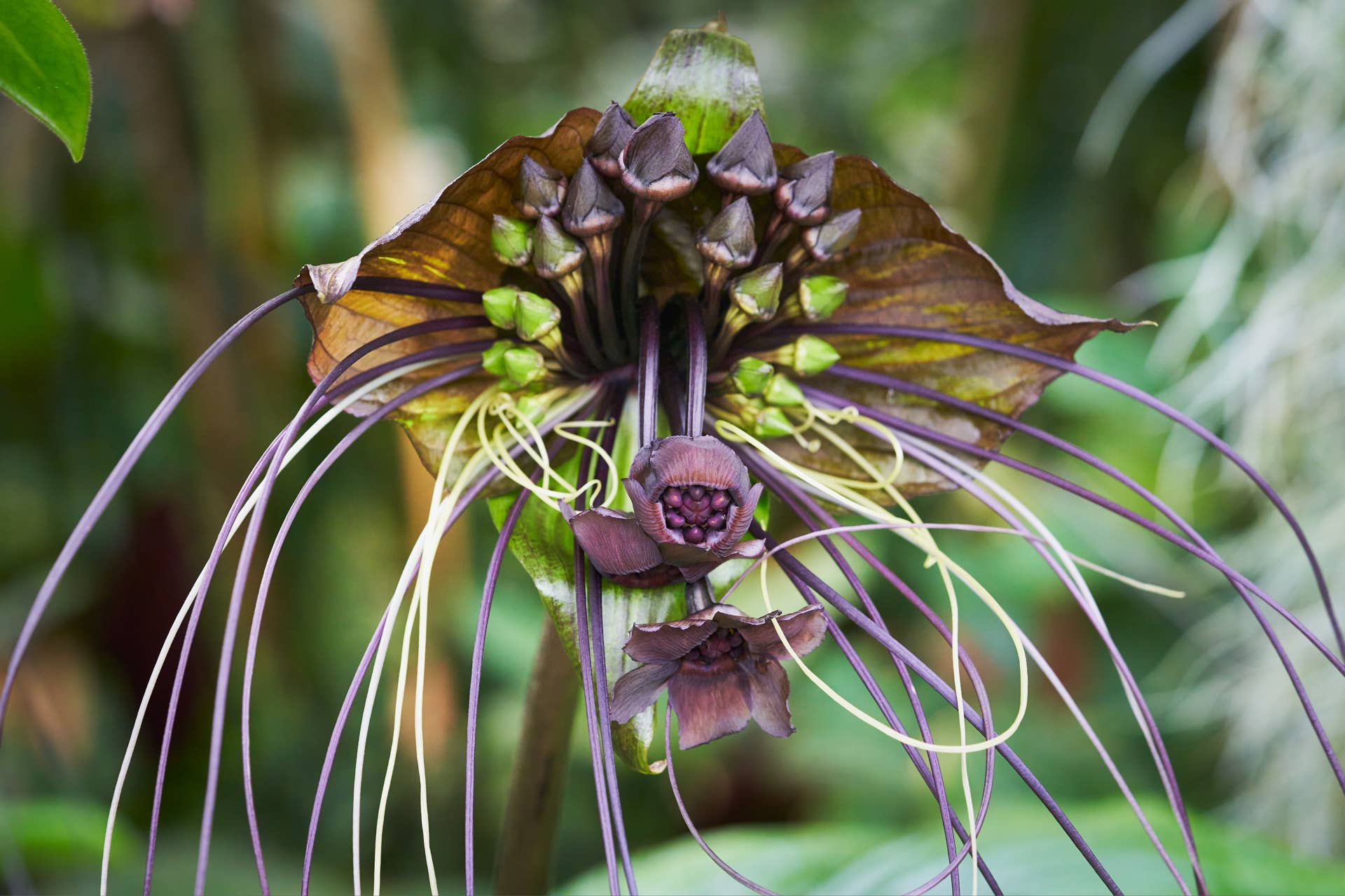 The 7 Strangest Flowers Worldwide - Owlcation
