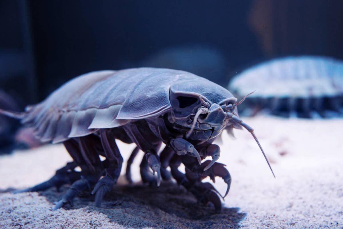 List of Ocean Animals: A Through Z - Owlcation