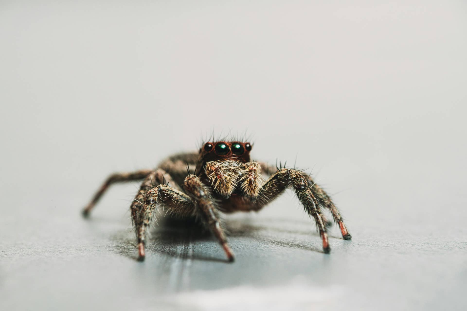 Household Insect Identification: 20 Common Bugs & Pests Around the Home ...
